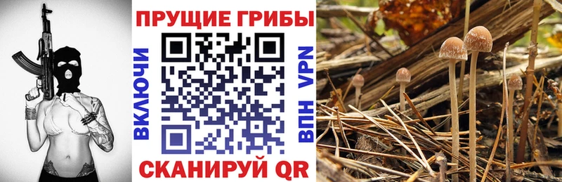 Псилоцибиновые грибы Cubensis  Купить где  Кинель 