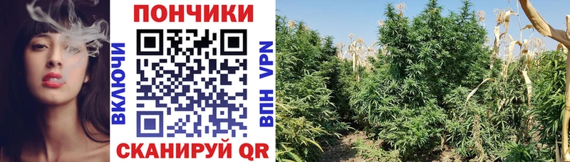 Бошки марихуана семена  Купить где  Кинель 